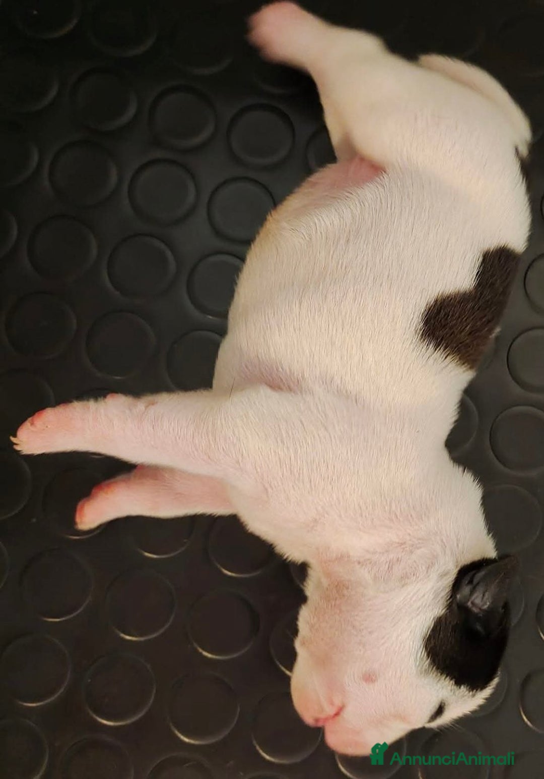 Immagine della galleria {{count}}