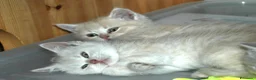 British gatti in vendita: Cuccioli British con pedigree a Provincia di Bergamo - Annuncio 2