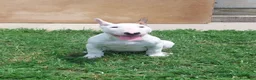 Bull Terrier cani in vendita: Cucciola di bull terrier standard - Annuncio 3