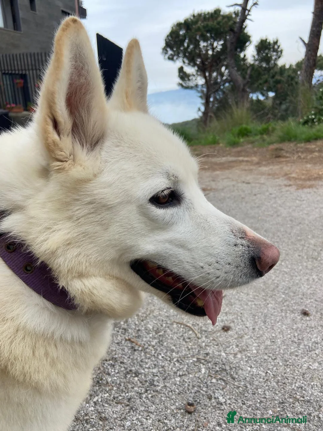 Meticcio cani in regalo: Snow, una bellissima simil pastore svizzero - Annuncio 1