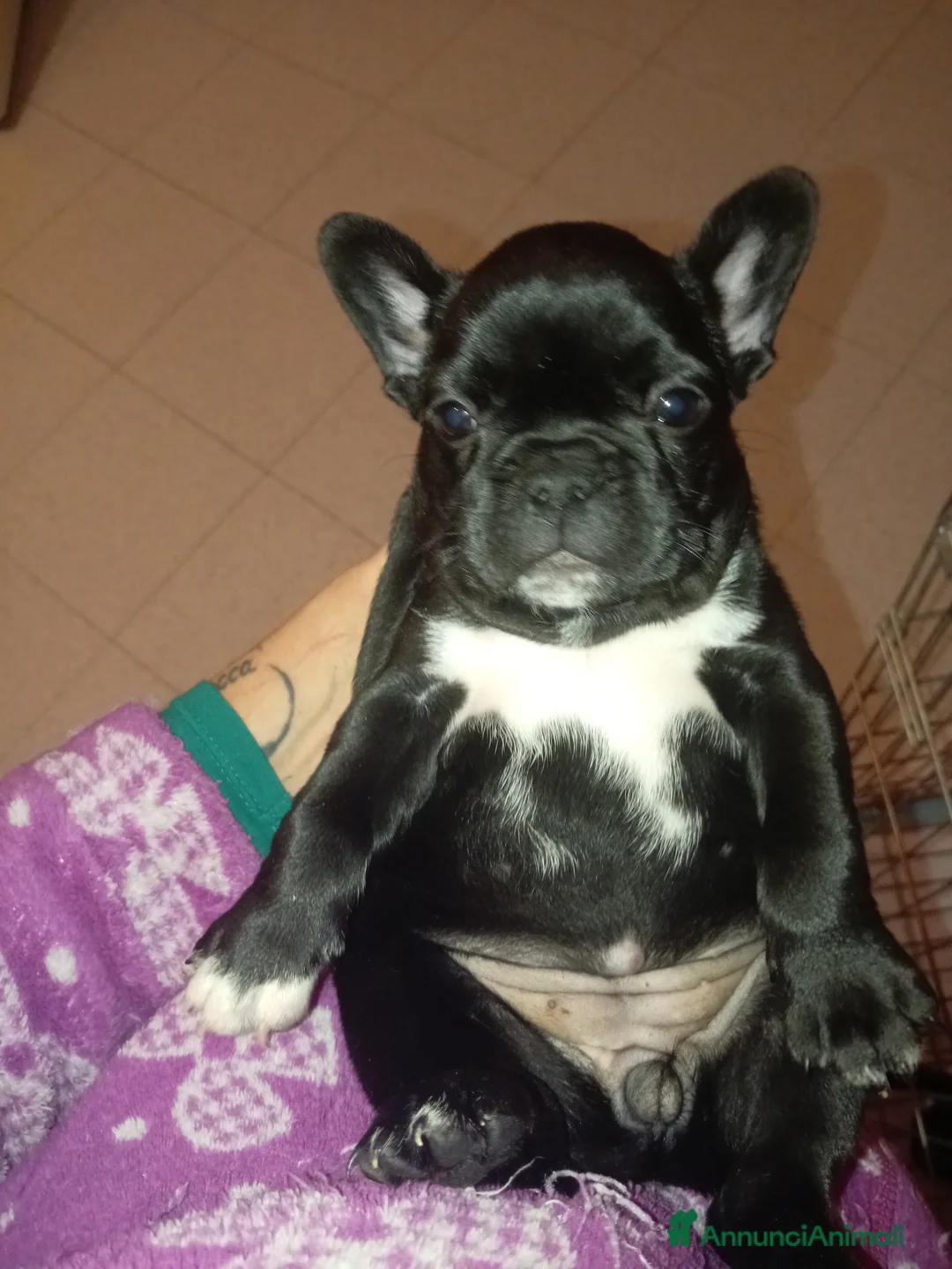 Bulldog Francese cani in vendita: Cuccioli bulldog francese  a Città metropolitana di Palermo - Annuncio 3