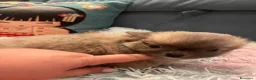 Chihuahua cani in vendita: Cuccioli di Chihuahua mini disponibili a Città metropolitana di Roma Capitale - Annuncio 3