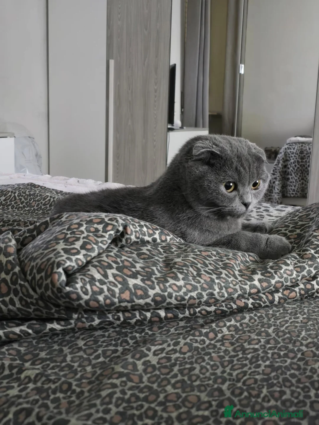 Scottish gatti per accoppiamento: CERCO FIDANZATO BRITISCH a Provincia di Piacenza - Annuncio 6