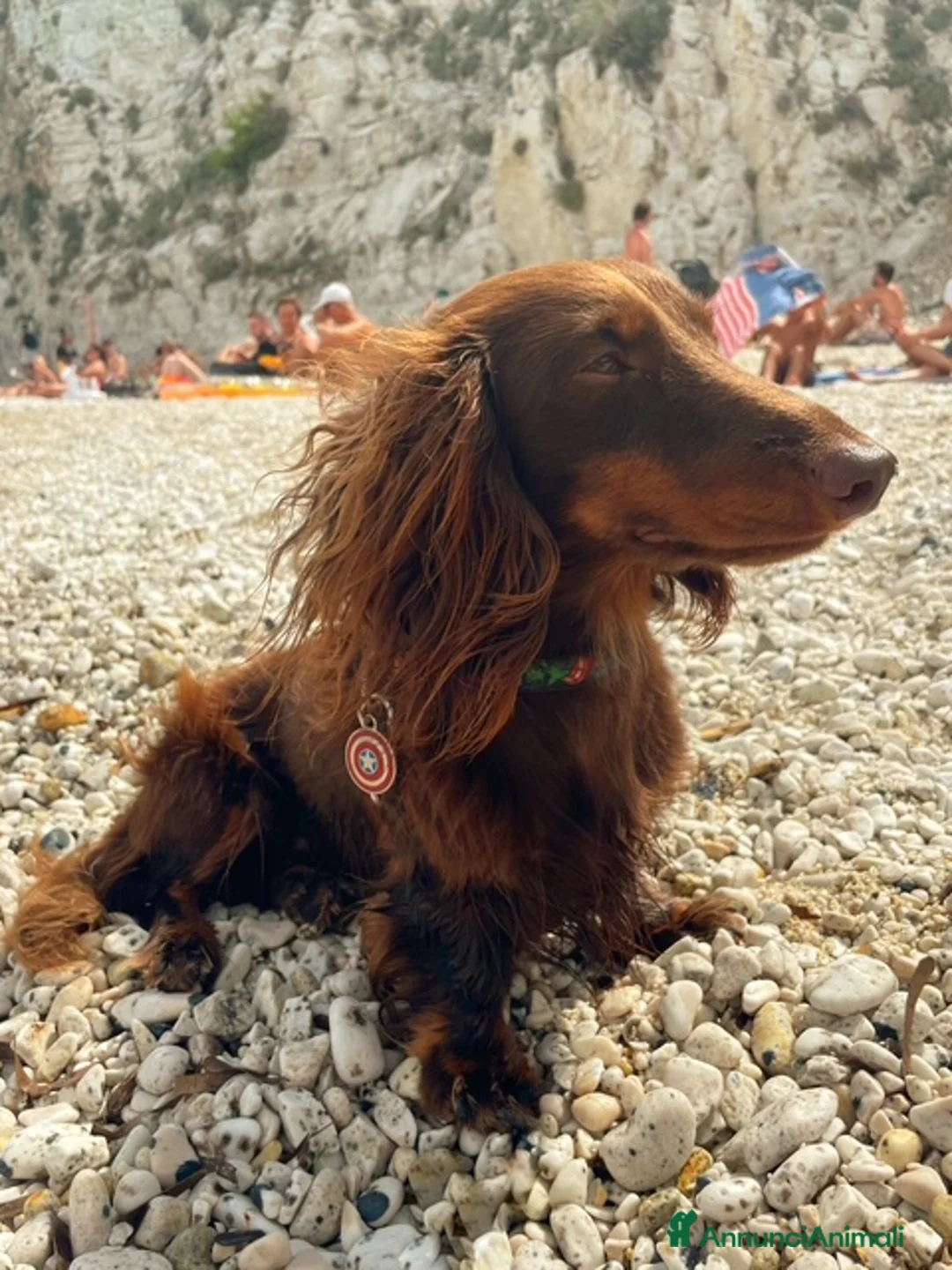 Bassotto cani per accoppiamento: Bassotto pelo lungo maschio per monta naturale - Annuncio 6