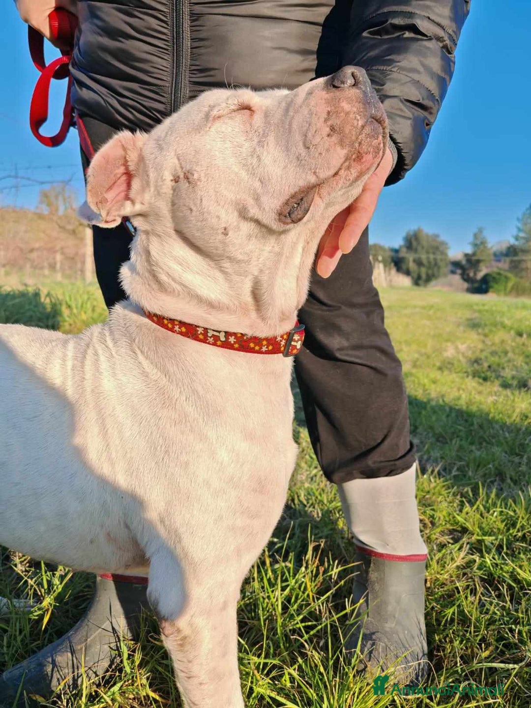 Pitbull cani in regalo: CIRO, PITBULL tanto dolce ma SOLO. - Annuncio 9