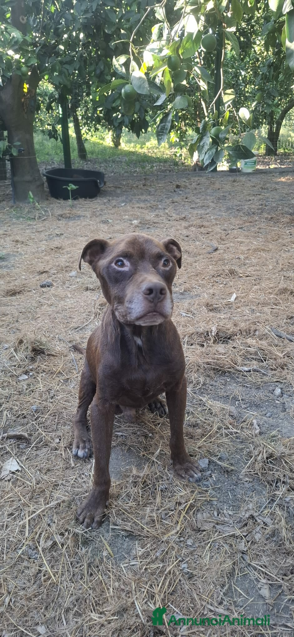 Pitbull cani DOLCE PSIKE ADOZIONE DEL CUORE - Annuncio 2