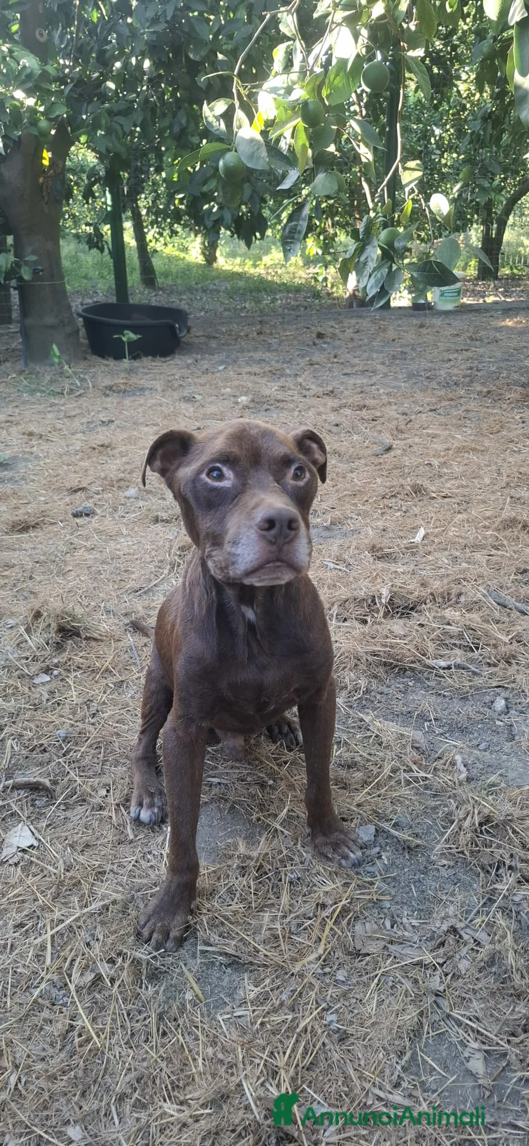 Pitbull cani in regalo: DOLCE PSIKE ADOZIONE DEL CUORE - Annuncio 2
