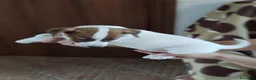 Jack Russell cani in vendita: Disponibili cuccioli Jack Russel terrier  - Annuncio 6