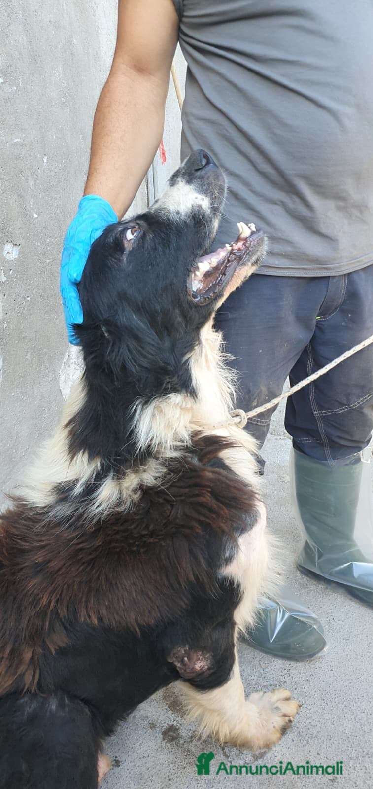 Cane di Mannara cani Boris, cane di mannara in canile - Annuncio 6