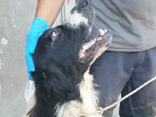 Cane di Mannara cani Boris, cane di mannara in canile - Annuncio 6