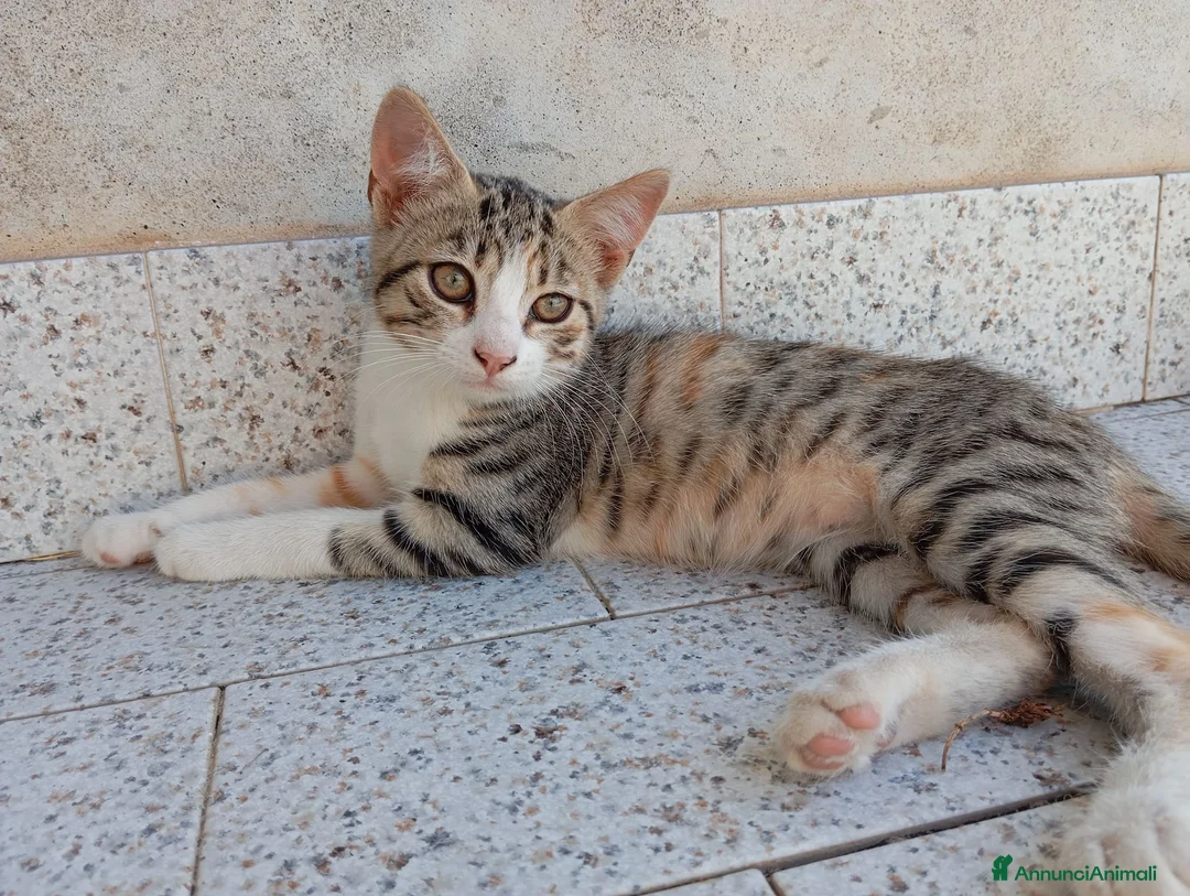 Meticcio gatti in regalo: Gattini - Annuncio 1