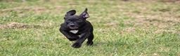 Pitbull cani in vendita: Cucciola Pit Bull con pedigree anche a rate - Annuncio 3