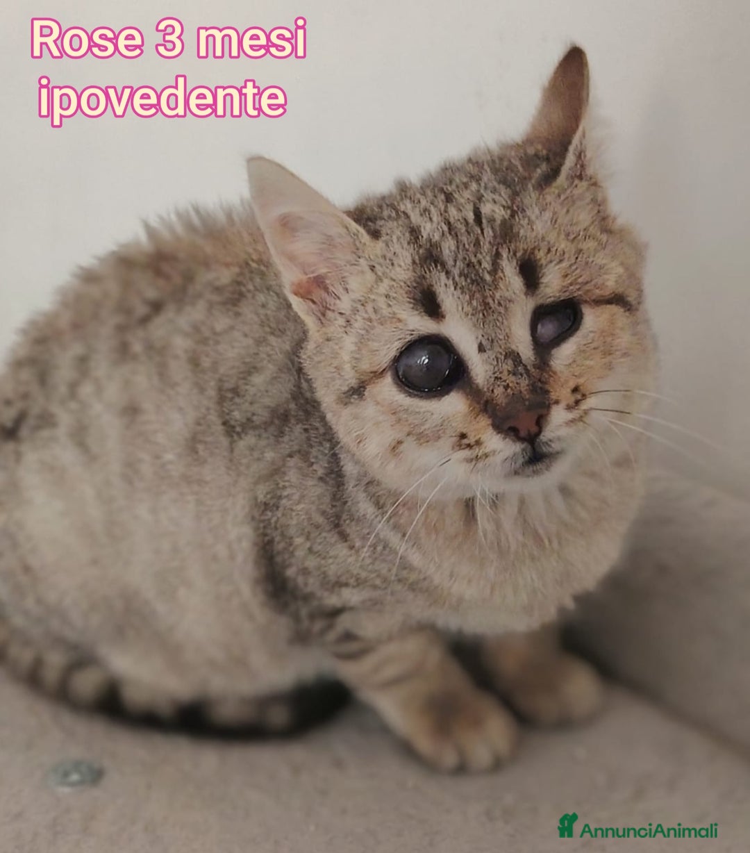 Altre razze gatti in regalo: TANTI MICINI SOLI  - Annuncio 3