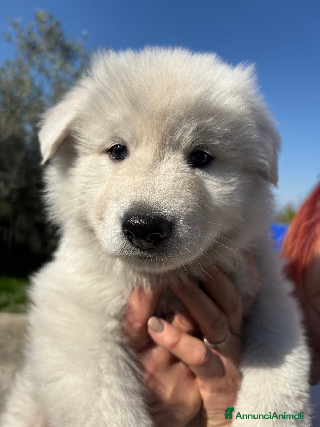 Pastore Svizzero cani in vendita: Disponibili cuccioli di pastore svizzero  - Annuncio 6