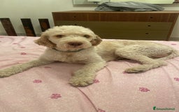 Lagotto cani per accoppiamento: Led Lagotto romagnolo cerca compagna a Provincia di Ascoli Piceno - Immagine 7