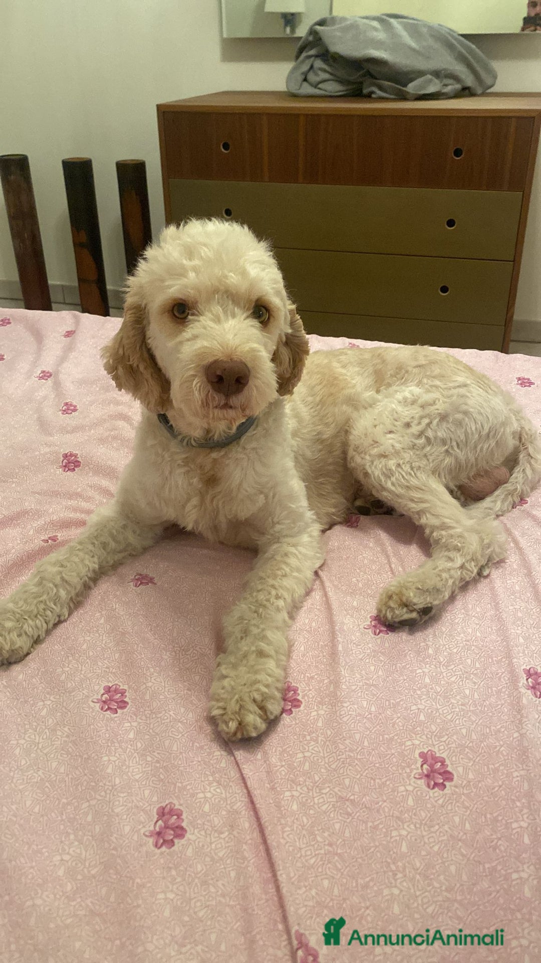 Lagotto cani per accoppiamento: Led Lagotto romagnolo cerca compagna a Provincia di Ascoli Piceno - Immagine 7