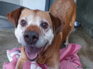 Meticcio cani CAGNOLONE ANZIANO - Annuncio 15