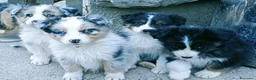 Australian Shepherd cani in vendita: Cuccioli di pastore australiano con pedigree  - Annuncio 2