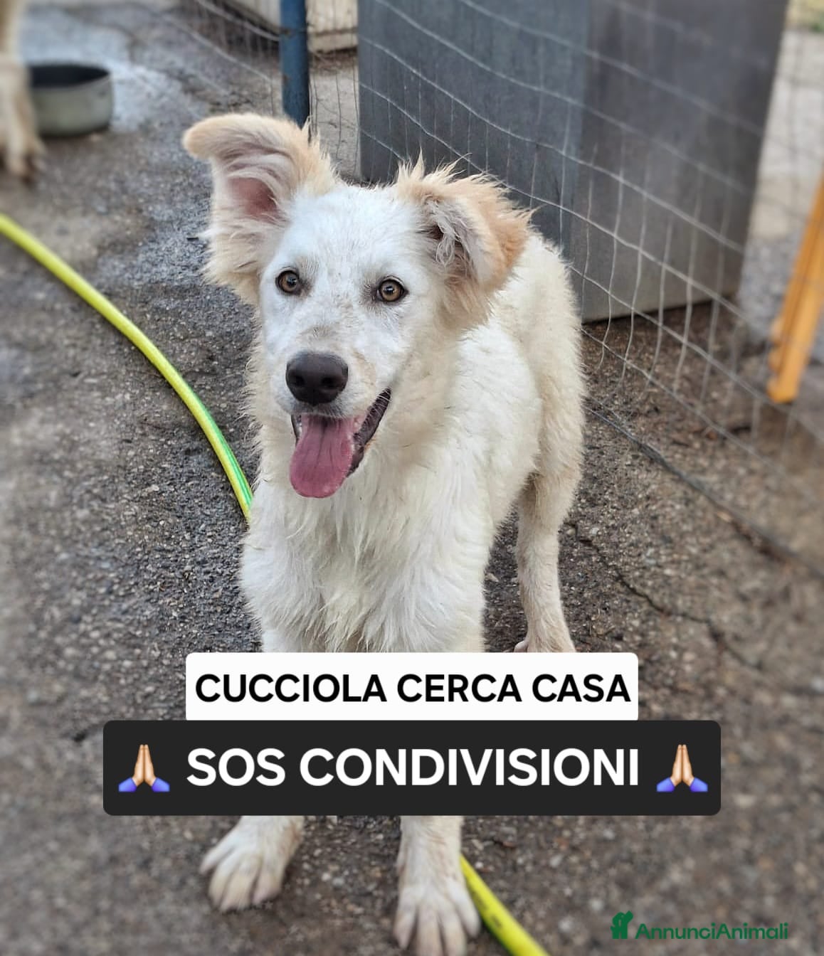 Meticcio cani GAIA 🩷 impossibile guardarla senza sorridere - Annuncio 30