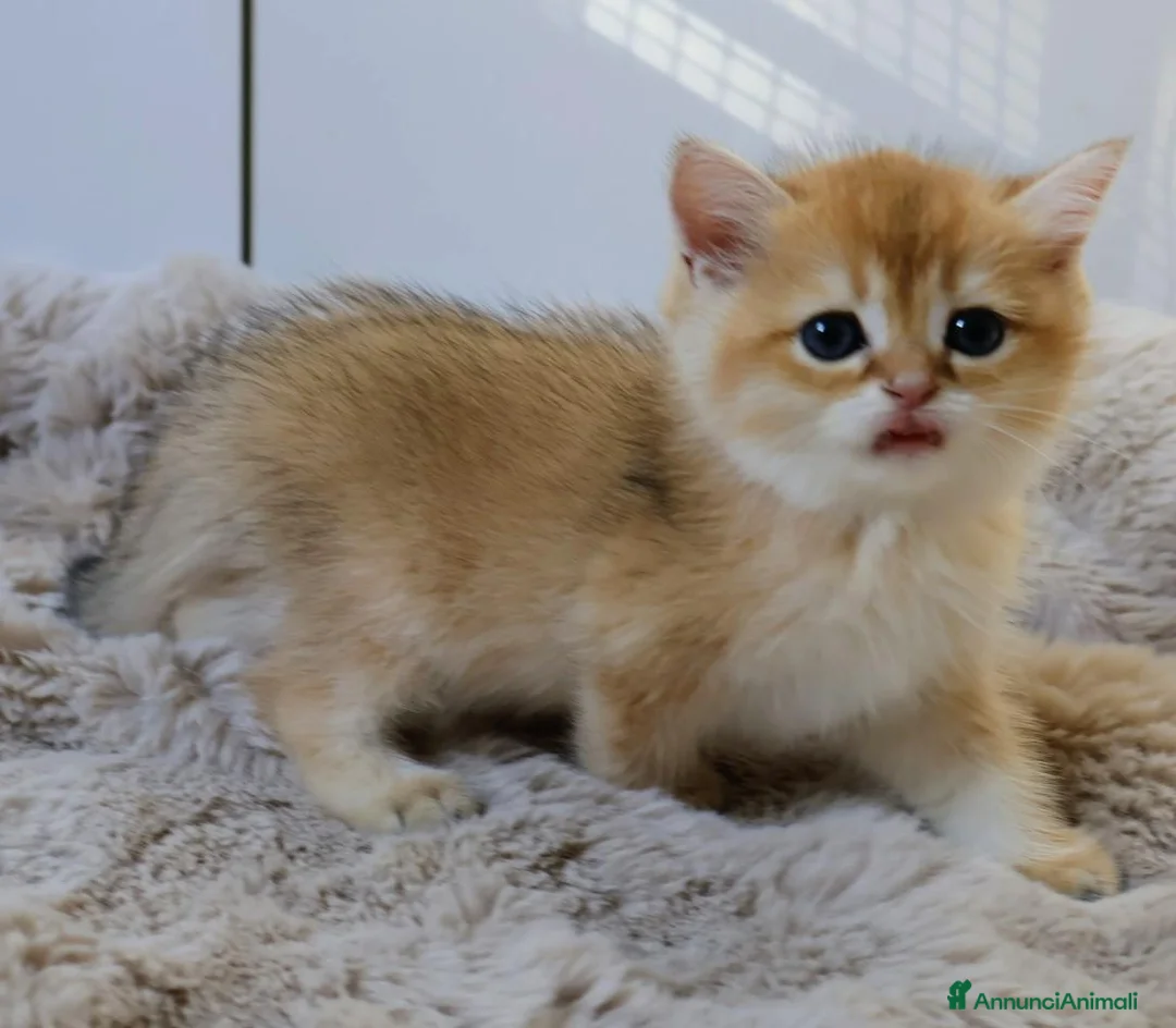British gatti in vendita: Gattini BRITISH GOLDEN SHORTHAIR  - Annuncio 17