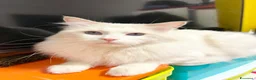 Ragdoll gatti in vendita: disponibili cuccioli ragdoll  - Annuncio 5