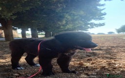 Meticcio cani in regalo: Baloo in adozione a Provincia di Taranto - Immagine 4
