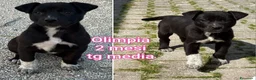 Meticcio cani in regalo: Cuccioli tenerissimi senza casa! a Provincia di Modena - Annuncio 7