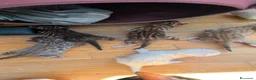 Bengala gatti in vendita: CUCCIOLI BENGALA - Annuncio 2