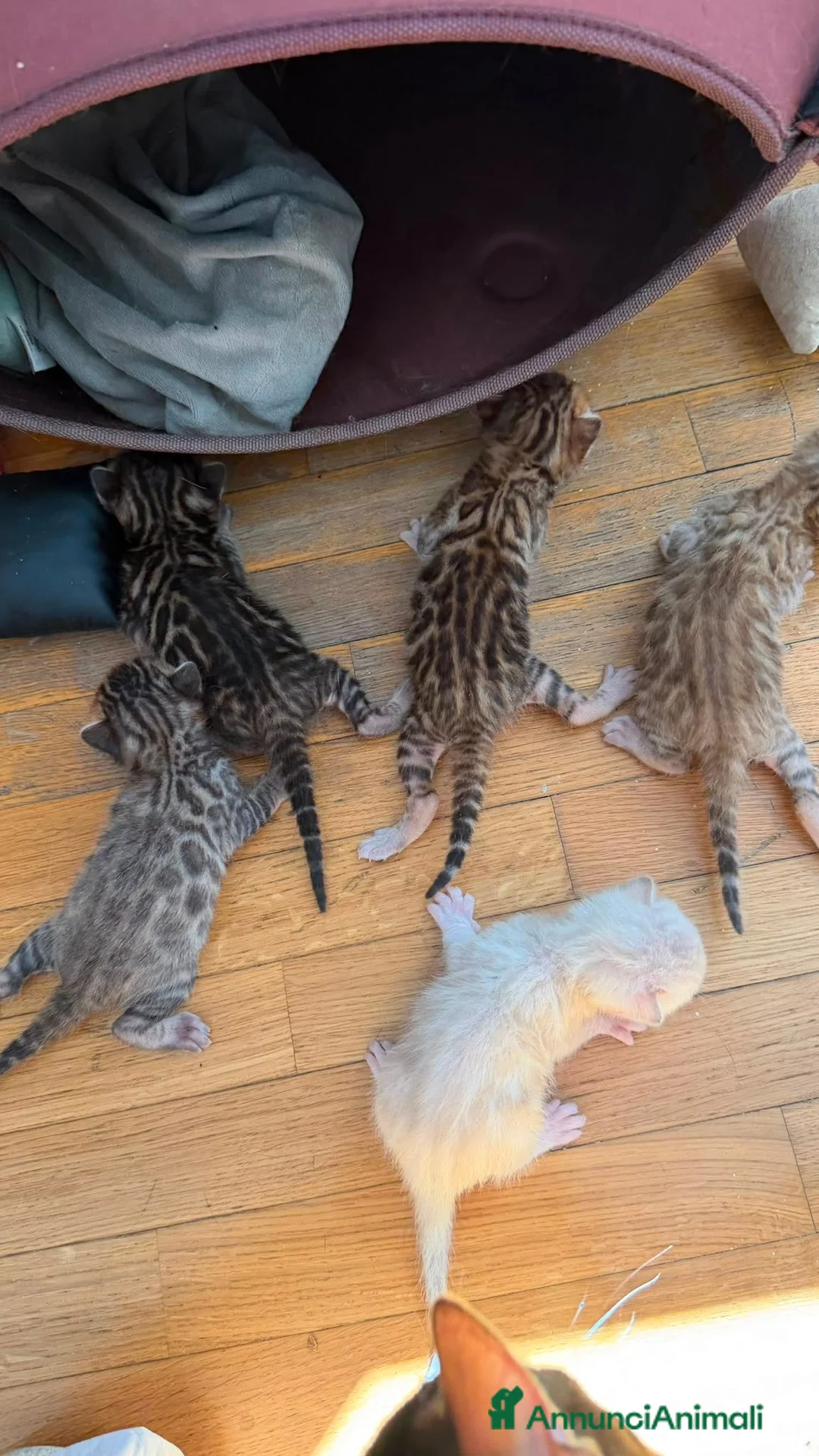 Bengala gatti in vendita: CUCCIOLI BENGALA - Annuncio 2