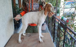 Pointer cani in vendita: Pointer inglese  - Immagine 1