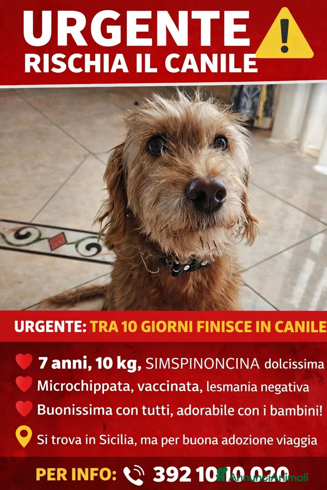 Spinone cani in regalo: Lady la spinoncina che adora i bimbi  a Città metropolitana di Milano - Annuncio 1