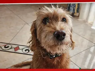 Spinone cani Lady la spinoncina che adora i bimbi - Annuncio 4