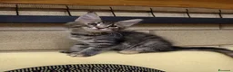 Maine Coon gatti in vendita: Cucciola Maine coon  - Annuncio 5