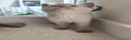 Ragdoll gatti in vendita: Gattini Ragdoll  - Annuncio 8