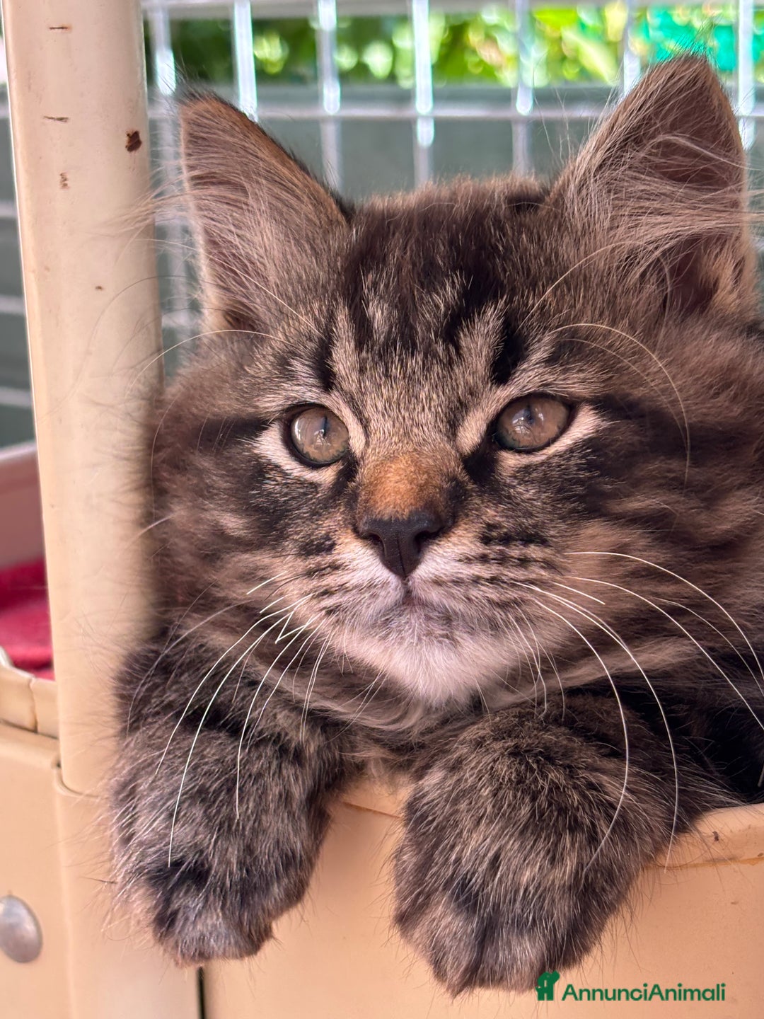 Siberiano gatti in vendita: Siberiano gattino ipoallergenici - Annuncio 2