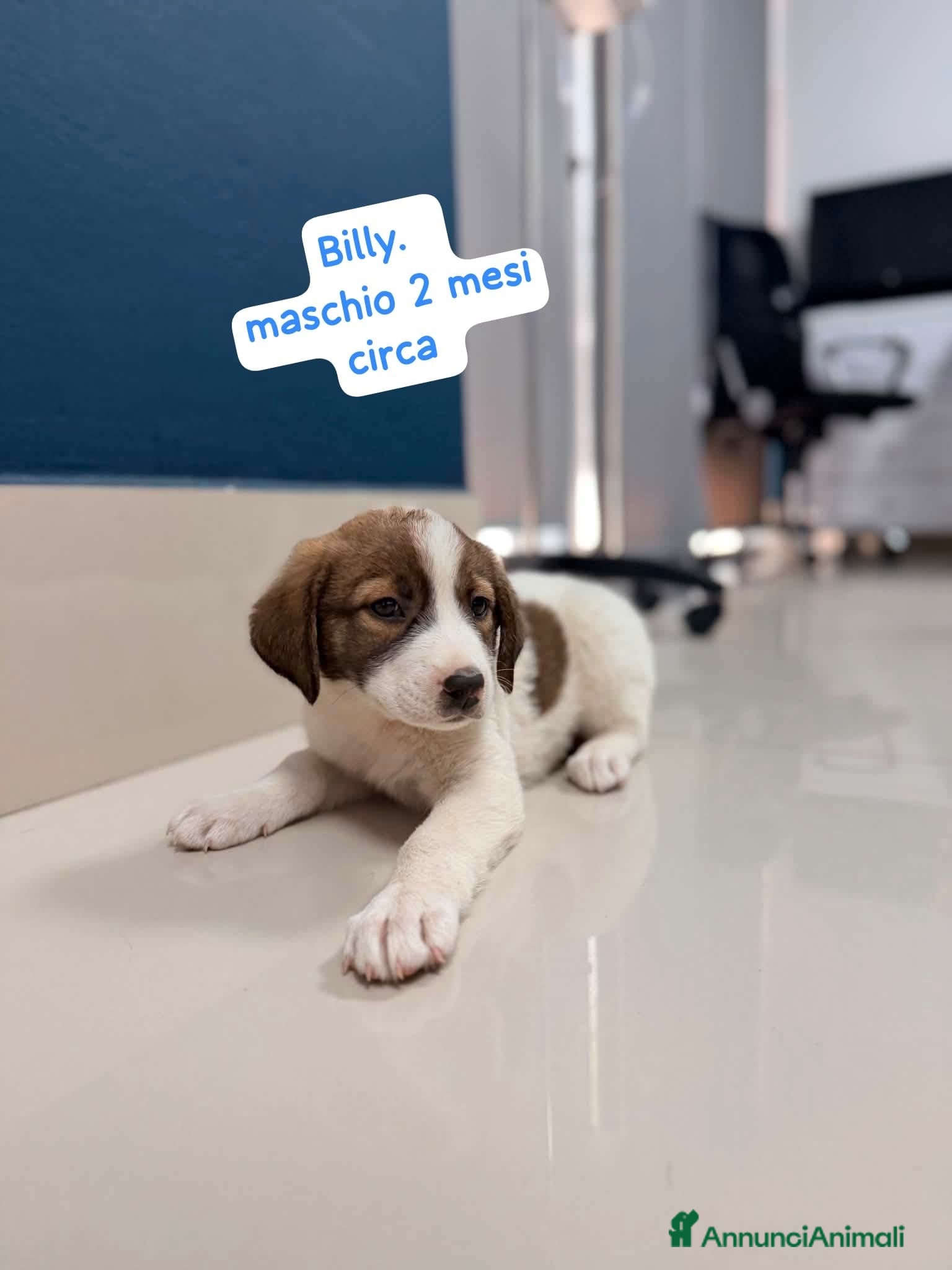 Meticcio cani Billy splendido cucciolo simil border collie - Annuncio 24