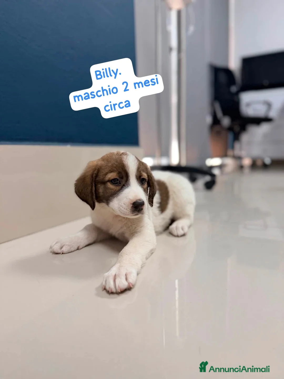 Meticcio cani in regalo: Billy splendido cucciolo simil border collie - Annuncio 1
