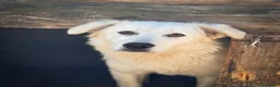 Meticcio cani in regalo: JOSè. - Annuncio 1