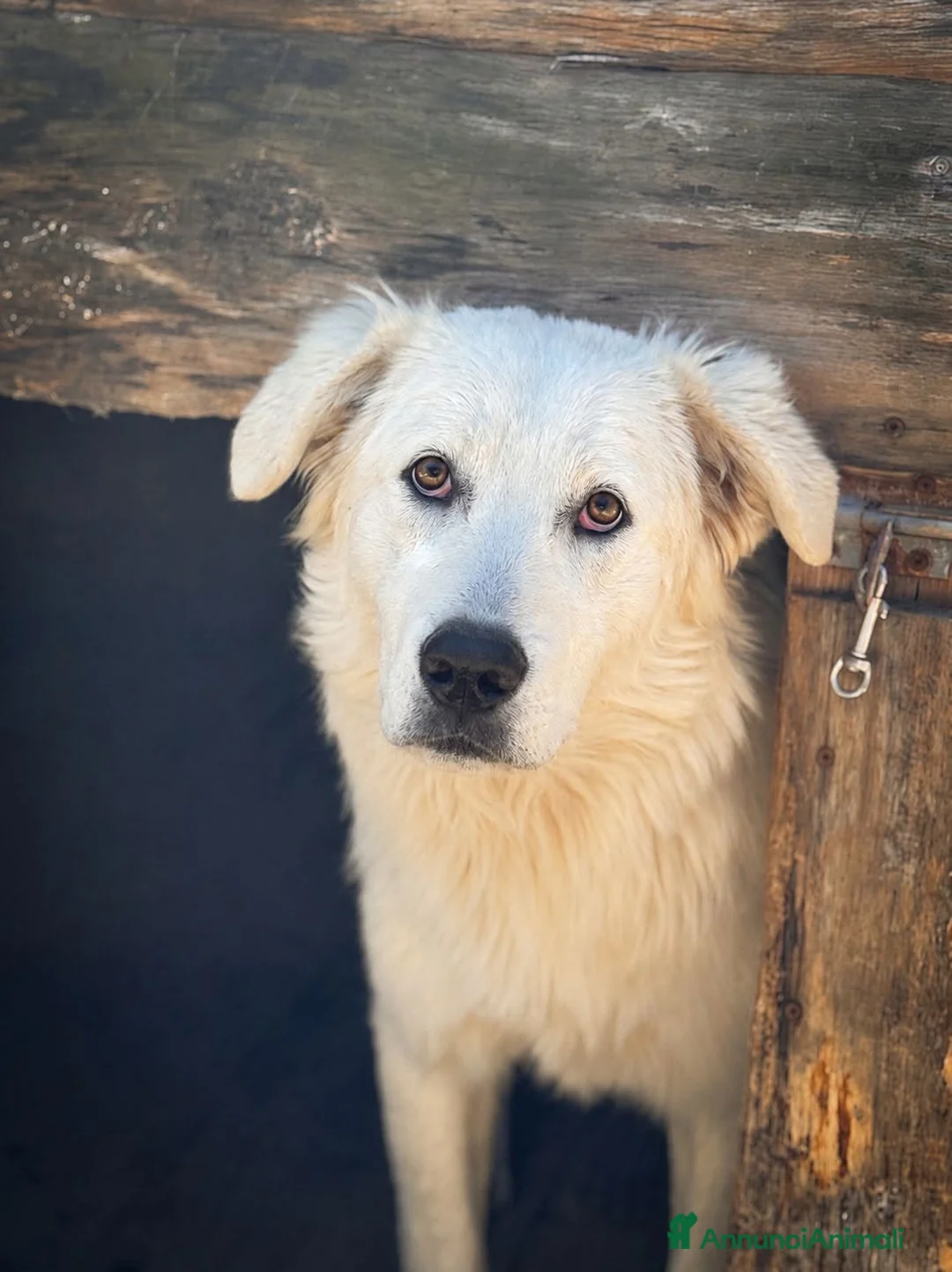 Meticcio cani in regalo: JOSè. - Annuncio 1