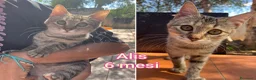 Altre razze gatti in regalo: GATTINI ADORABILI IN CERCA DI CASA  - Annuncio 10