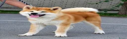 Akita Inu cani in vendita: Cuccioli Akita Inu – disponibili ancora 3 cuccioli - Annuncio 8