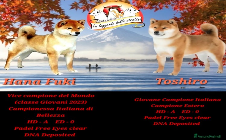 Shiba Inu cani - Annuncio 3