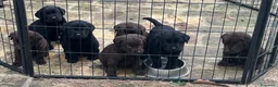 Labrador cani in vendita: CUCCIOLI DI LABRADOR - Annuncio 1