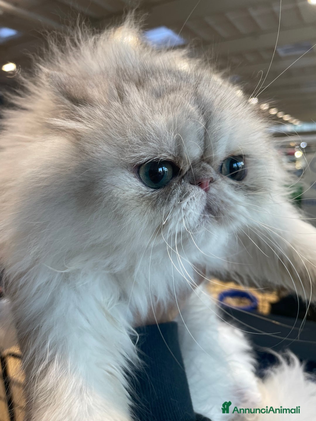 Persiano gatti in vendita: gatta persiana blu silver con pedigree - Annuncio 3