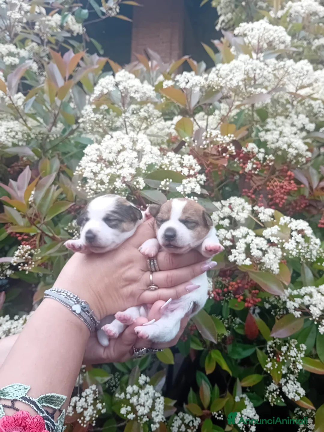 Jack Russell cani in vendita: Cuccioli jack russell  - Annuncio 2