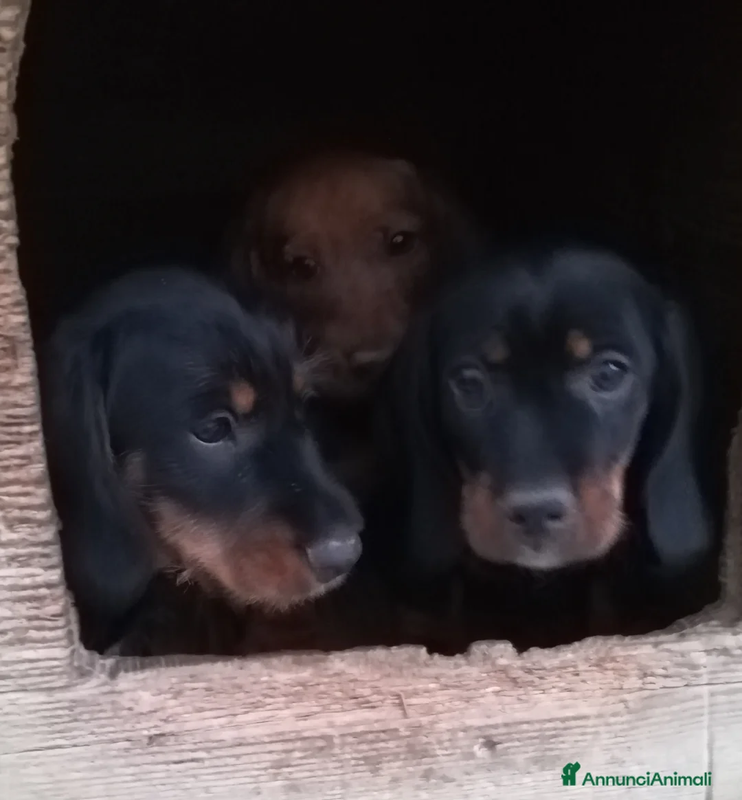 Bassotto cani in vendita: Bassotto pelo duro  - Annuncio 14