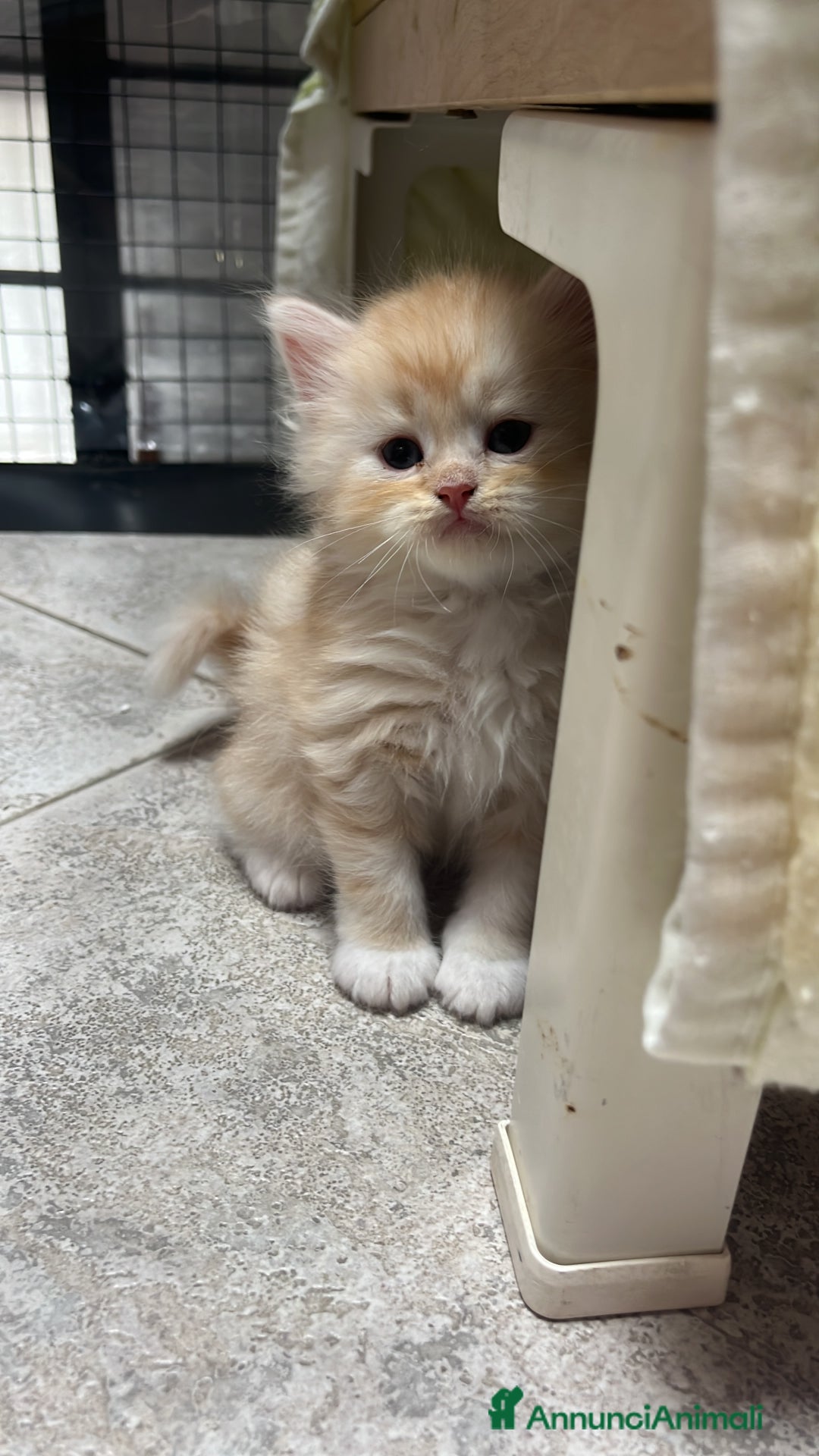 Siberiano gatti in vendita: Cuccioli Gatto Siberiano Ipoallergenico Pedigree. - Annuncio 7