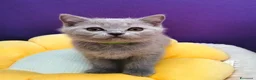 British gatti in vendita: Cuccioli British Shorthair lilac  - Annuncio 14