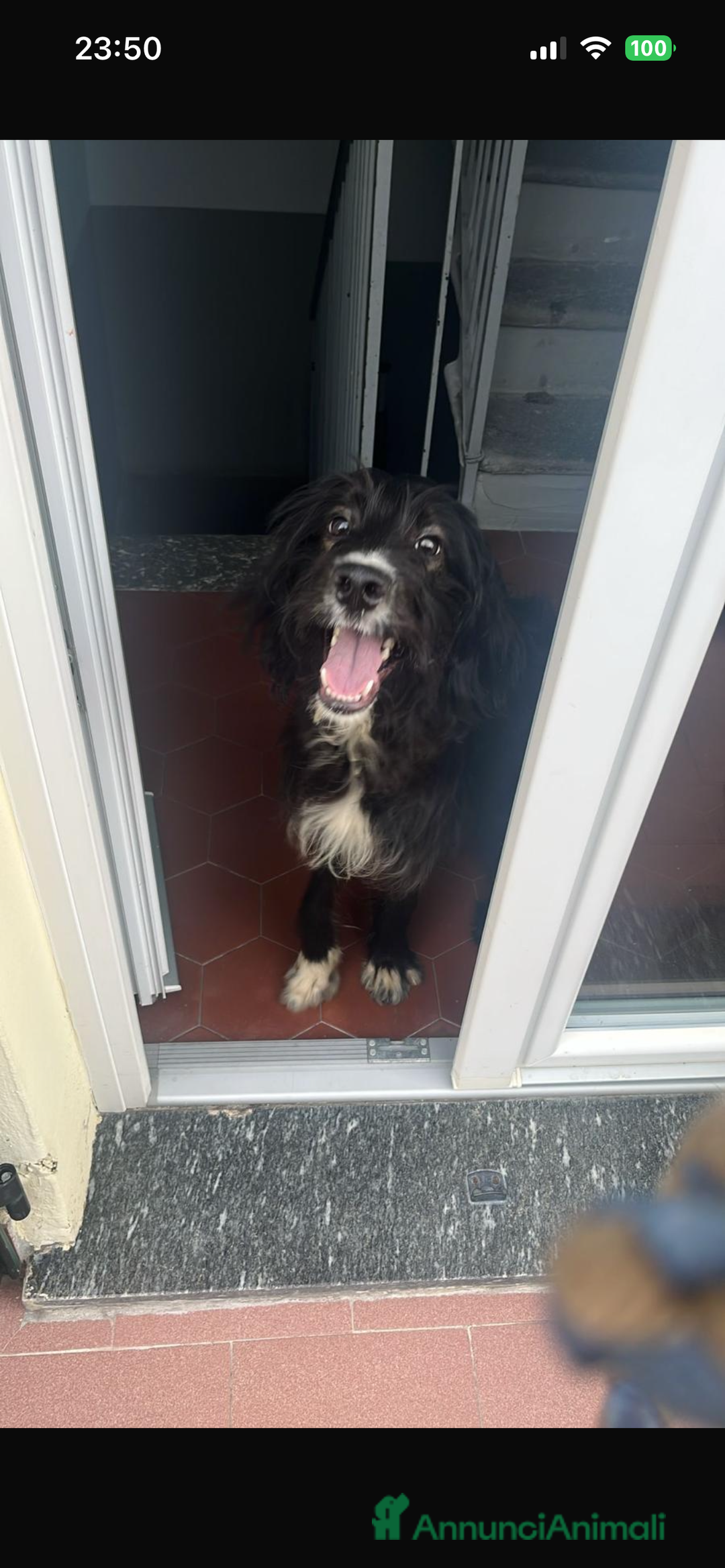 Setter Inglese cani in regalo: Drako - Annuncio 3