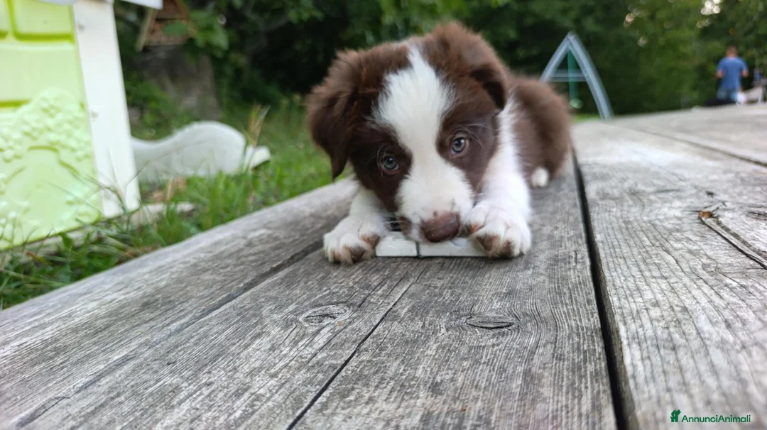 Border Collie cani in vendita: Cuccioli di Border Collie - Annuncio 1